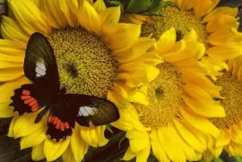 897z6t5rewszerzftugh