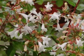 abelia