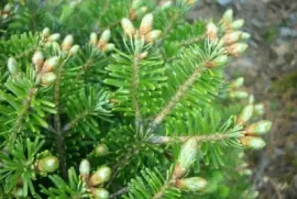 abete bianco jigsaw puzzle