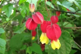 abutilon megapotamicum jigsaw puzzle