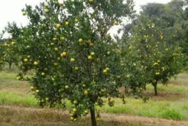 Mexirica jigsaw puzzle