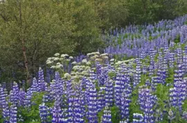 island jigsaw puzzle