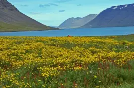 island jigsaw puzzle