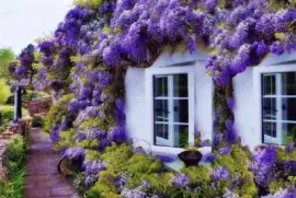 Glicinas !!!!!!!!!!!