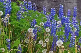 island jigsaw puzzle