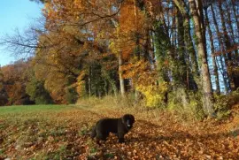 Herbstspaziergang jigsaw puzzle
