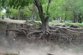 lucha por la vida jigsaw puzzle