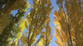 Ã¡lamos mendocinos jigsaw puzzle