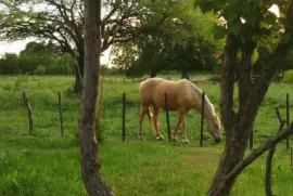 pastando jigsaw puzzle