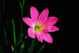 wwcw w  ww w ww w w cc ww