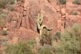 CACTUS ESCALADOR jigsaw puzzle