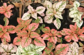 folhagem jigsaw puzzle