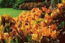 folhagem jigsaw puzzle