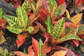 folhagem jigsaw puzzle