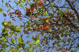 amendoeira jigsaw puzzle