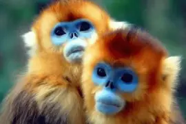 monos de cara azul