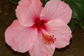 hibiskus