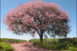 NATUREZA jigsaw puzzle