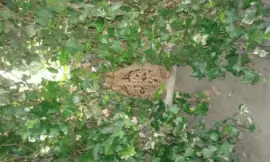 Visitante de verano jigsaw puzzle