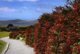 NATUREZA jigsaw puzzle