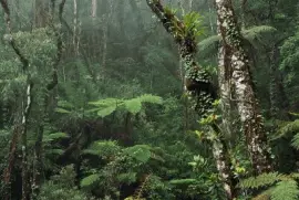 Borneo Rainforest jigsaw puzzle