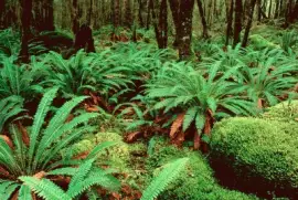 New Zealand jigsaw puzzle