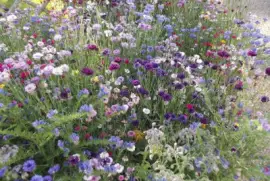 jachÃ¨re jigsaw puzzle