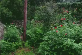 En Calamuchita. CÃ³rdoba. Argentina jigsaw puzzle