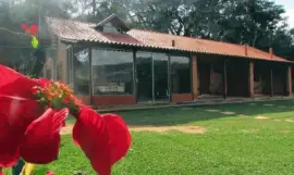 arvore jigsaw puzzle