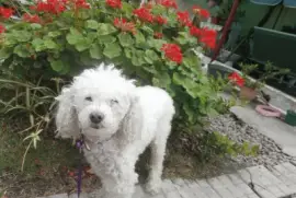 DAISY MI CANICHE jigsaw puzzle