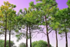 imagens jigsaw puzzle