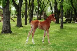 potrillo bonaerense jigsaw puzzle