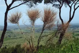 Apuglia jigsaw puzzle