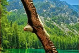 AGUILA CALVA jigsaw puzzle