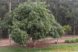 Mangueira jigsaw puzzle