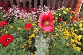 Papola e Flores diversas