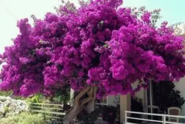 primavera jigsaw puzzle