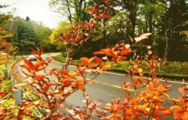 autumn-155 jigsaw puzzle