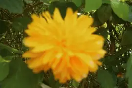 monyette jigsaw puzzle