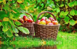 cesto de manzanas jigsaw puzzle