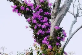 Orquideas5 jigsaw puzzle