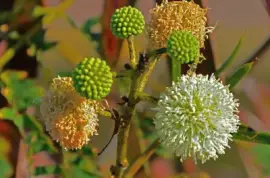 Fuerte Ventura jigsaw puzzle