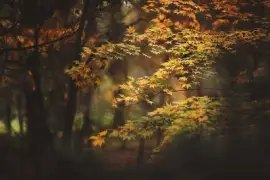 Recordando el OtoÃ±o jigsaw puzzle