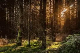 Sonido de Silencio jigsaw puzzle