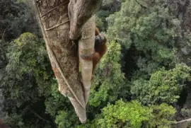 OrangutÃ¡n de Borneo jigsaw puzzle