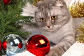 Â¡ Feliz Navidad !