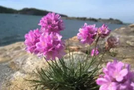 imagens jigsaw puzzle