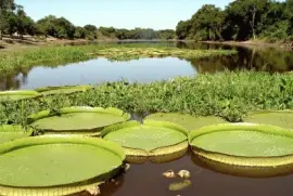 En la Provincia de Formosa. Argentina jigsaw puzzle