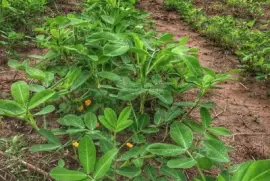 Plantaçao de Amendoim jigsaw puzzle