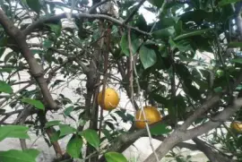 Small oranges jigsaw puzzle